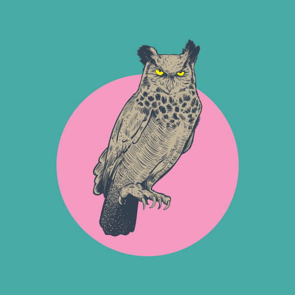 owl